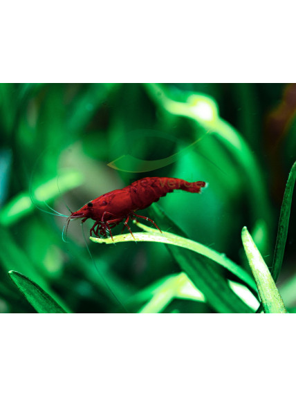 RED FIRE SAKURA EXTREME