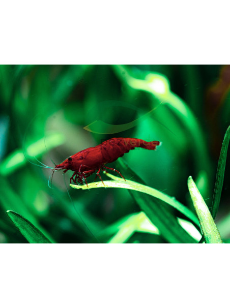 RED FIRE SAKURA EXTREME