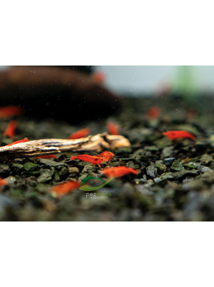 Neocaridina davidi var ‘Orange’ 2