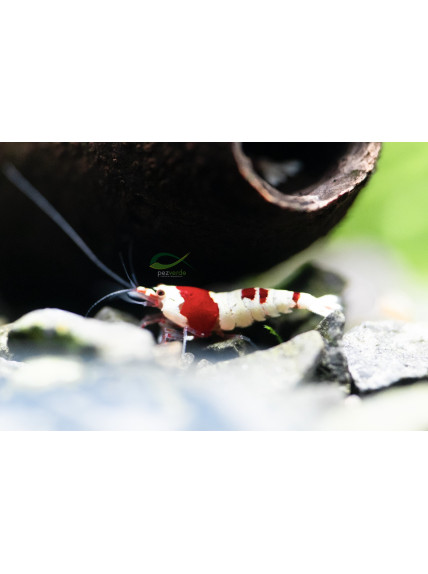 Caridina cantonensis - CRS PRL - Crystal Red Shrimp - Pure Red Line