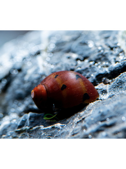 Neritina semiconica – Caracol Cebolla Rojo