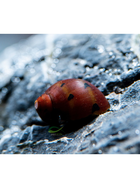 Neritina semiconica – Caracol Cebolla Rojo