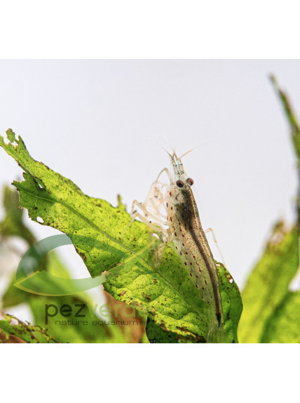 Caridina multidentata - Gamba Amano - Gamba Japónica