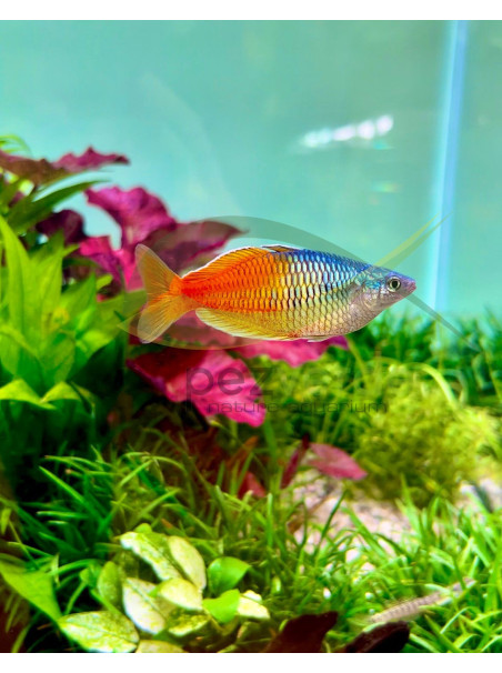 Melanotaenia boesemani super rojo.