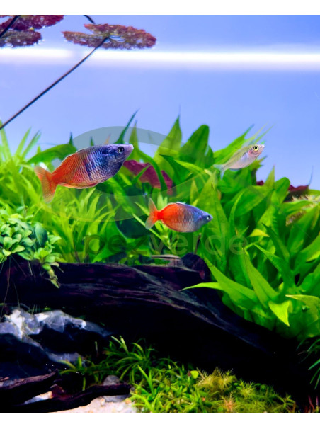 Melanotaenia boesemani super rojo.