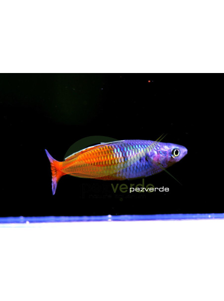 Melanotaenia boesemani super rojo.