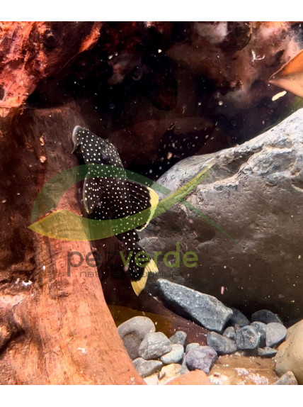 Baryancistrus xanthellus – Pepita de Oro - L018 2
