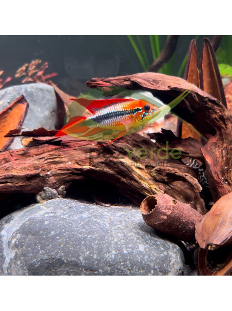 Apistogramma agassizii doble rojo