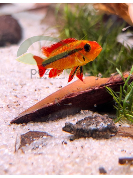 Apistogramma agassizii doble rojo