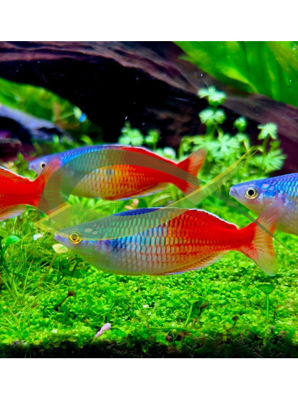 Melanotaenia boesemani super rojo. 2