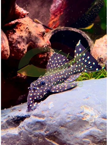 Leporacanthicus galaxias – L240