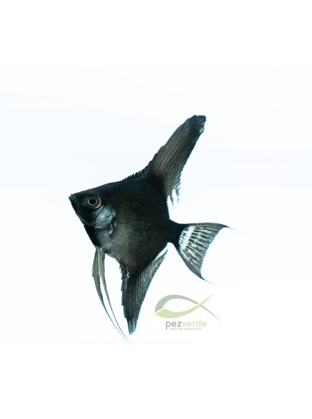 Pterophyllum scalare 'Negro Velevet’