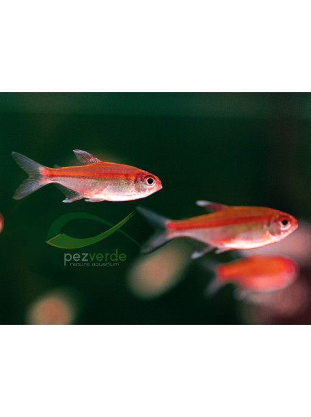 Hemigrammus coeruleus