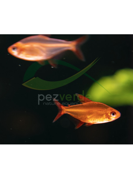 Hyphessobrycon sp. 'Muzel Red Cherry'