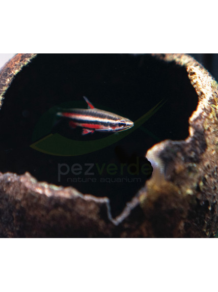 Nannostomus rubrocaudatus 'Purple' 2