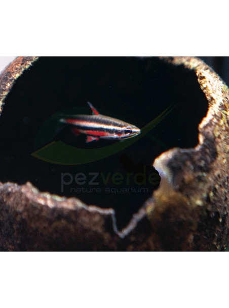 Nannostomus rubrocaudatus 'Purple'