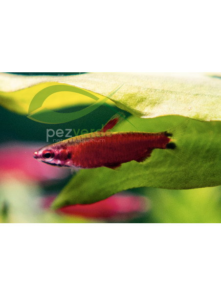 Nannostomus sp 'Super Red AMAYA'