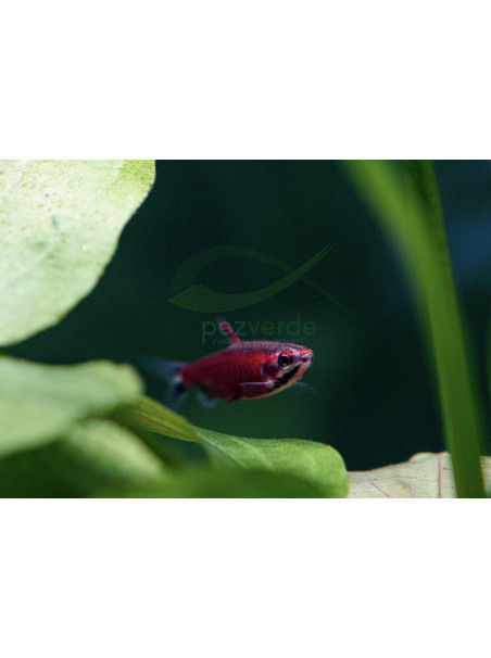 Nannostomus sp 'Super Red AMAYA'