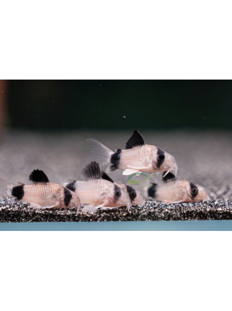 Corydoras panda