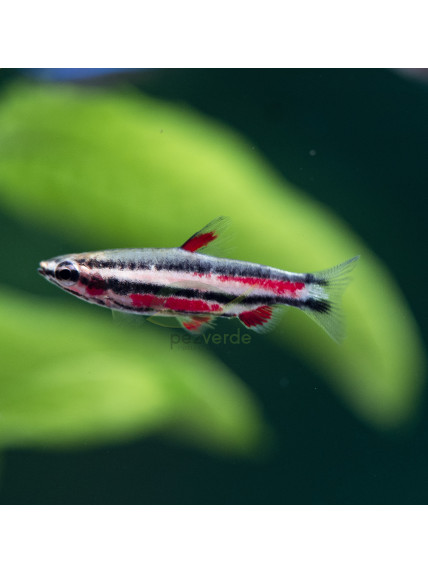 Nannostomus rubrocaudatus 'Purple'