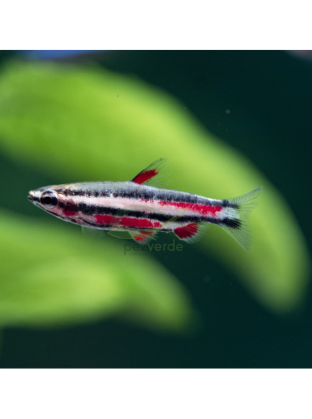 Nannostomus rubrocaudatus 'Purple'