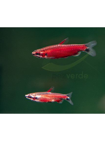 Nannostomus sp 'Super Red AMAYA'