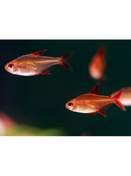 Hyphessobrycon sp. 'Muzel Red Cherry'