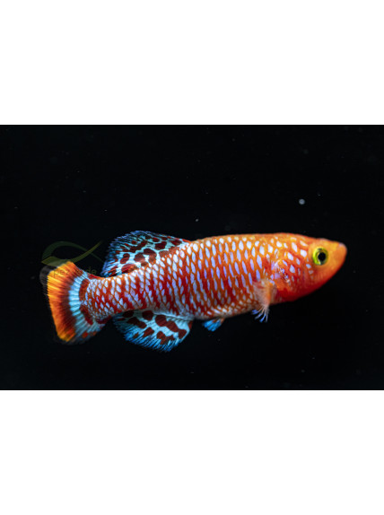 Killi Nothobranchius rachovii