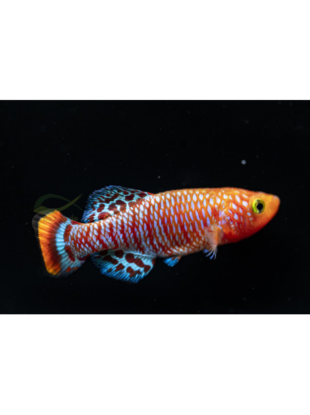 Killi Nothobranchius rachovii