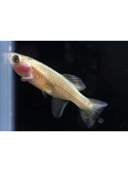 Killi Nothobranchius rachovii 2