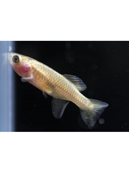 Killi Nothobranchius rachovii