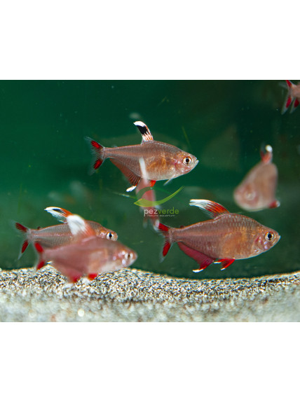 Hyphessobrycon ornatus de velo blanco