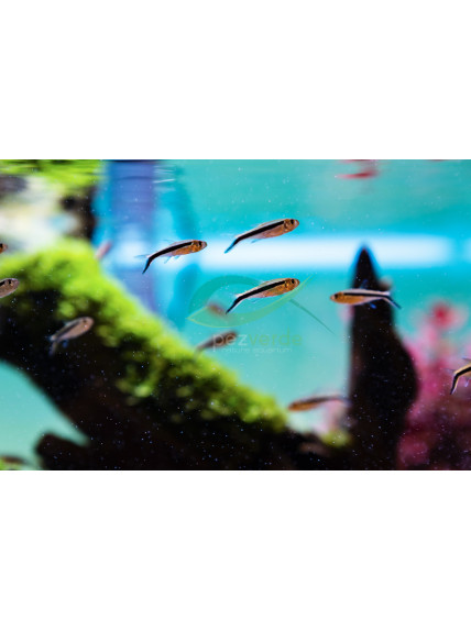 Thayeria obliqua – Tetra Pingüino – Palo de Golf.