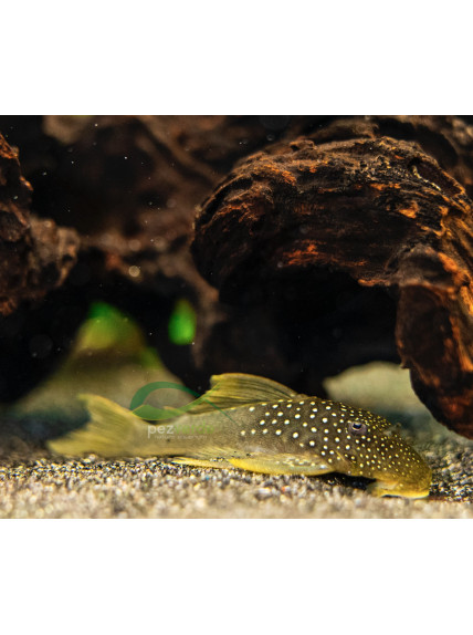 Baryancistrus demantoides - Fantasma Verde - L200 2