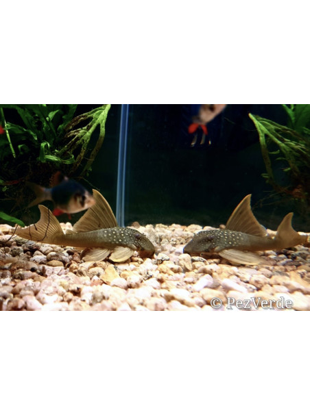 Baryancistrus demantoides - Fantasma Verde - L200