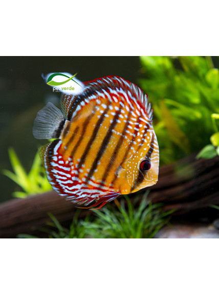 Disco Dorado ICA - Ejemplar Premium 2