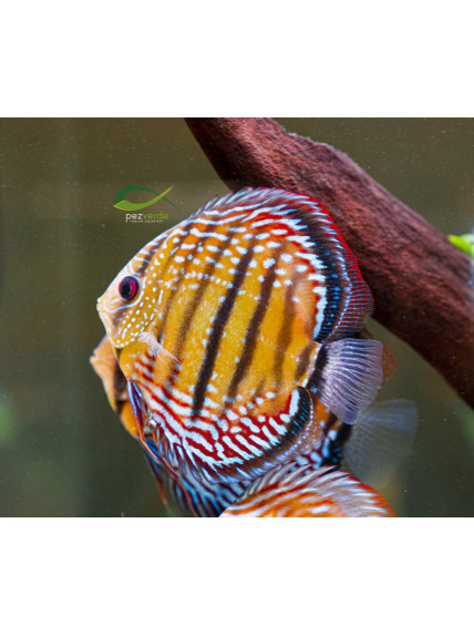 Disco Dorado ICA - Ejemplar Premium 2 2