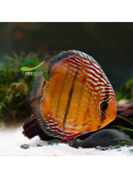 Disco Dorado ICA - Ejemplar Premium 3 2