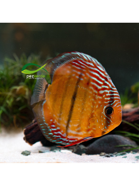 Disco Dorado ICA - Ejemplar Premium 3