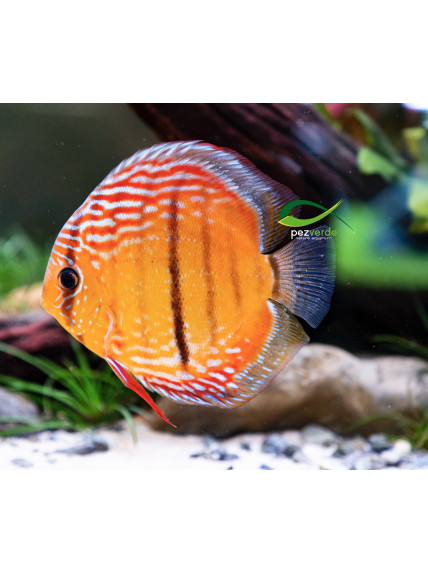 Disco Dorado ICA - Ejemplar Premium 3