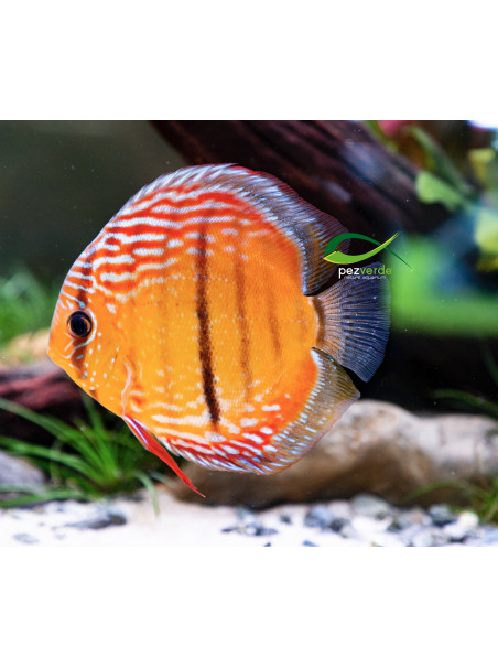 Disco Dorado ICA - Ejemplar Premium 3