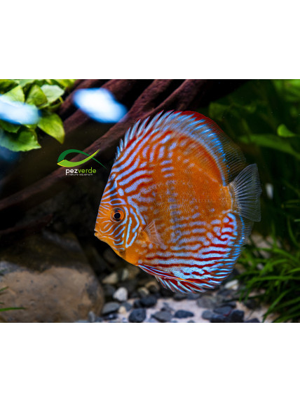 Disco Dorado ICA - Ejemplar Premium 5