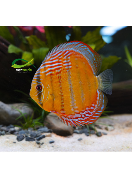 Disco Dorado ICA - Ejemplar Premium 6