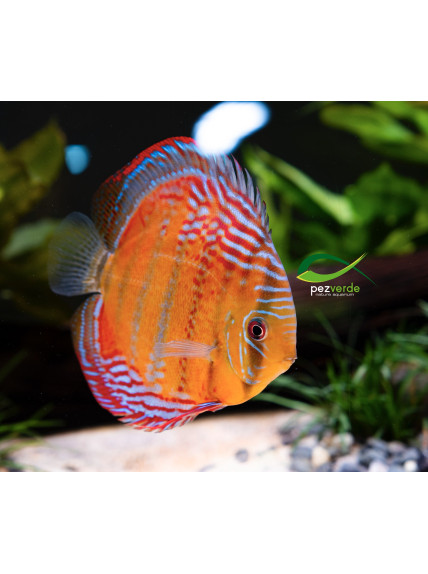 Disco Dorado ICA - Ejemplar Premium 6 2