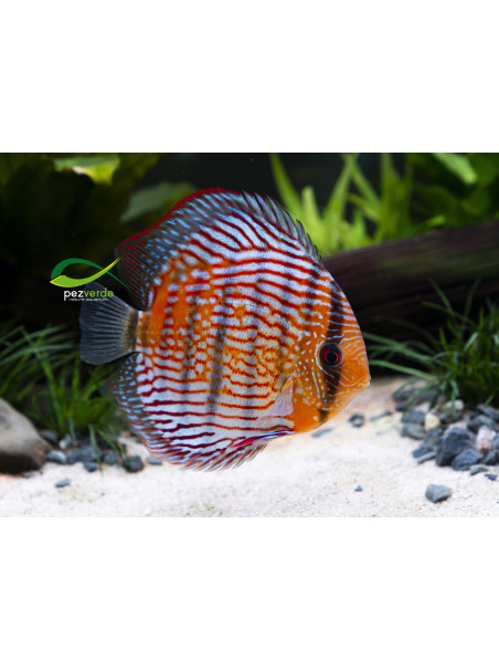 Disco Rojo Real Iripixi ICA - Ejemplar Premium 4