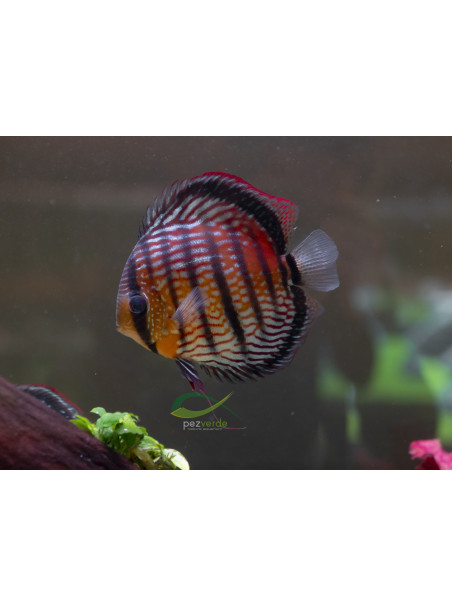 Disco Rojo Real Iripixi ICA - Ejemplar Premium 4