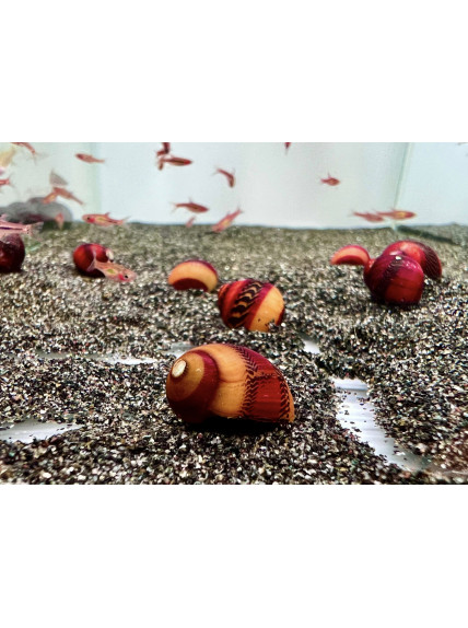 Vittina waigiensis - Caracol Picasso