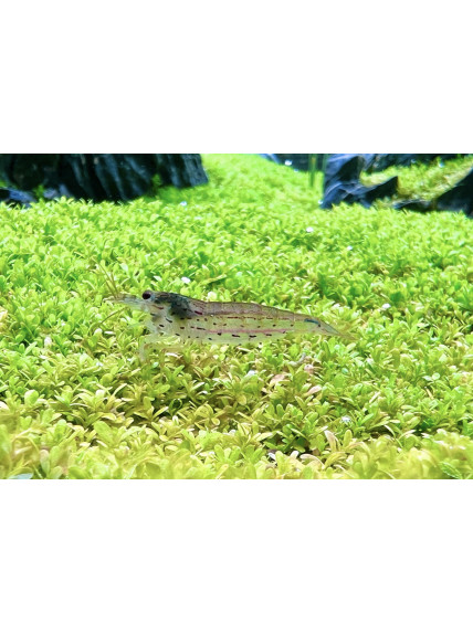 Caridina multidentata - Gamba Amano - Gamba Japónica 2
