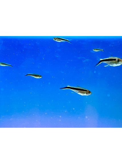 Thayeria obliqua – Tetra Pingüino – Palo de Golf. 2