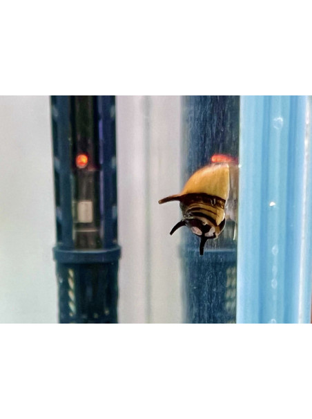 Clithon corona – Caracol Abeja